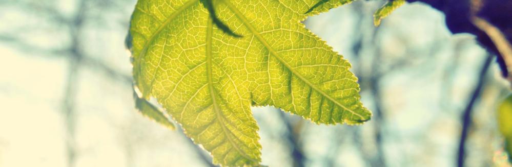 Perferendis rerum et earum ut